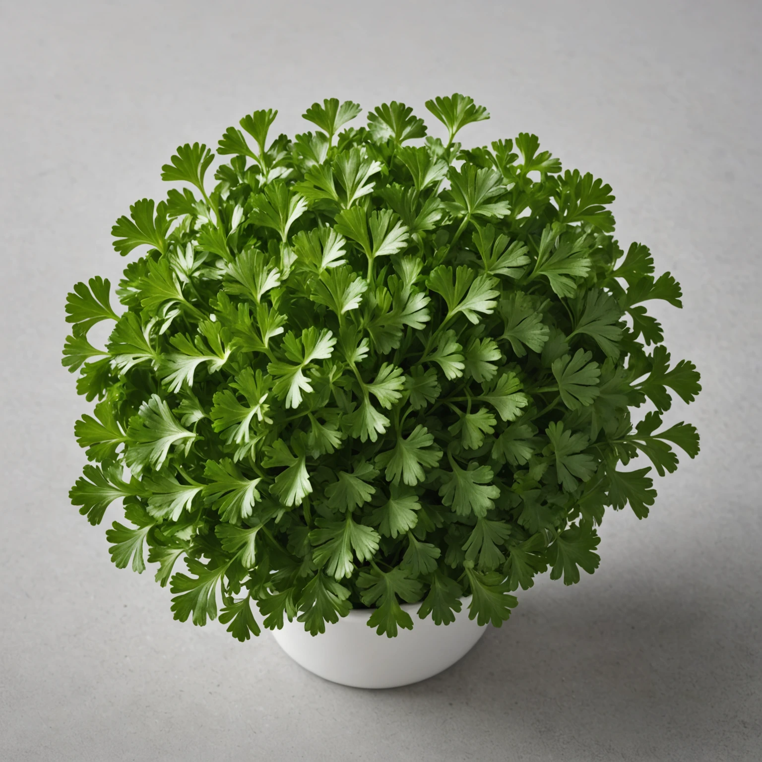 Fresh Flat-Leaf Parsley